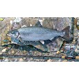 ESD Professional Fishing Sakura Ryokan Spinning